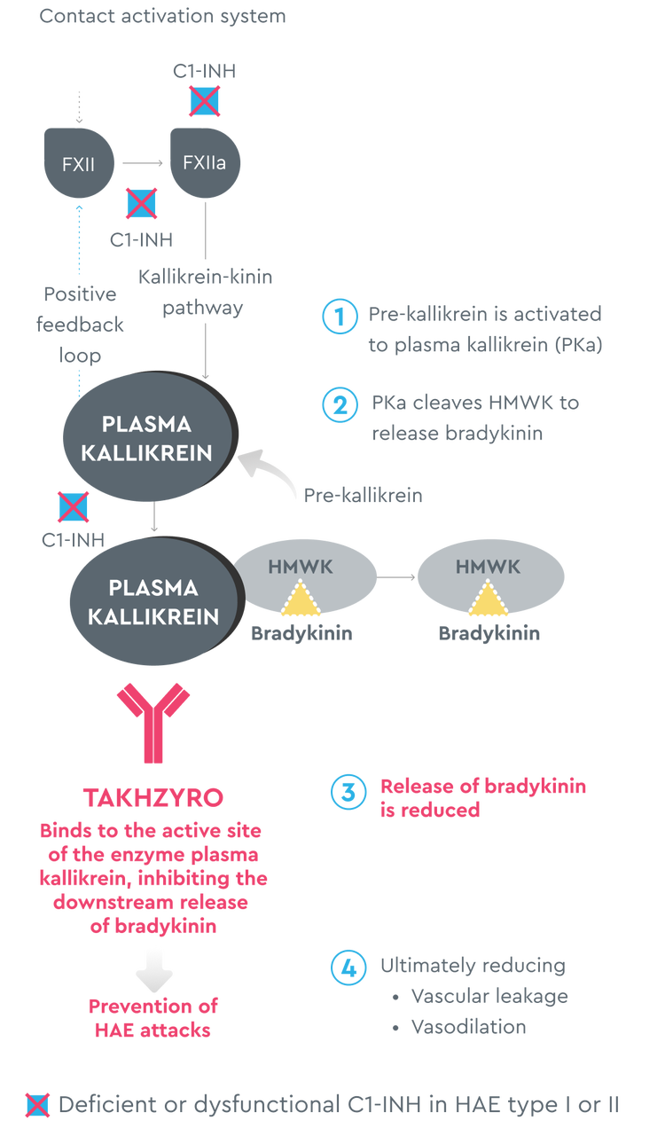 Uncontrolled plasma kallikrein leads to excessive bradykinin production, which can cause HAE attacks