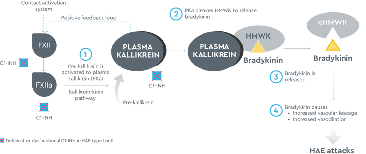 TAKHZYRO's mechanism of action on plasma kallikren inhibits the release of bradykinin, an enyzme known to cause HAE attacks