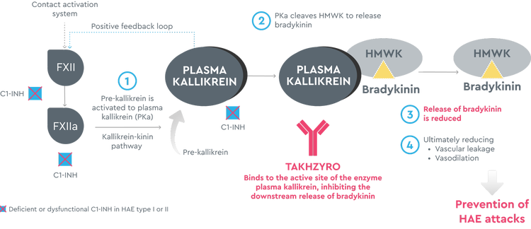 Uncontrolled plasma kallikrein leads to excessive bradykinin production, which can cause HAE attacks