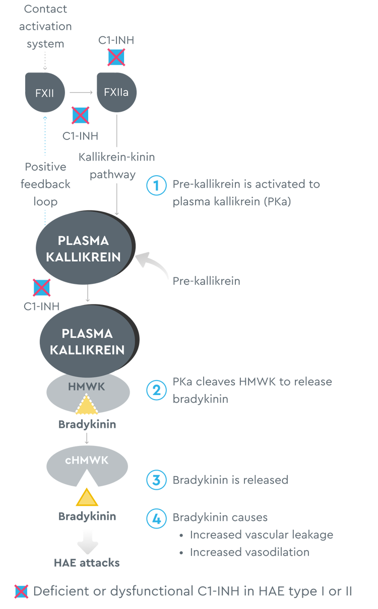 TAKHZYRO's mechanism of action on plasma kallikren inhibits the release of bradykinin, an enyzme known to cause HAE attacks